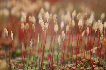 Macro of young moss. Microworld of forest moss.