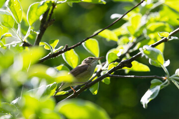 Blyth's reed warbler sits on a tree branch in spring