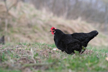A black hen roams the garden. Black chicken close-up.