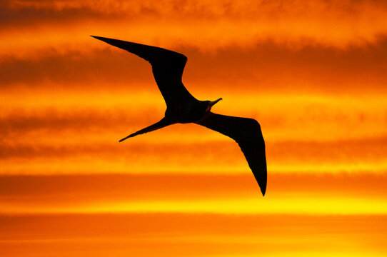 Mexico, Baja California Sur, Magnificent frigatebird (fregata magnificens)