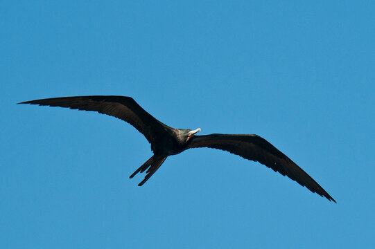 Mexico, Baja California Sur, Magnificent frigatebird (fregata magnificens)