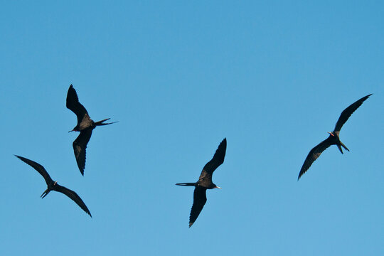 Mexico, Baja California Sur, Magnificent frigatebirds (fregata magnificens)