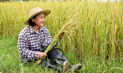Naklejka na ściany i meble Portrait of elderly Asian woman holding a bouquet of riceear and harvest sickle near rice paddy field which is ready for harvest, soft and selective focus.