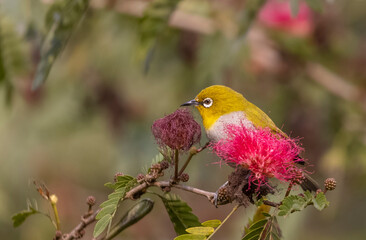 Indian white-eye or Oriental White-eye (Zosterops palpebrosus) bird collecting the flower juice for feeding.