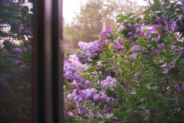 Obraz premium Beautiful lilac bush in bloom outside the window.