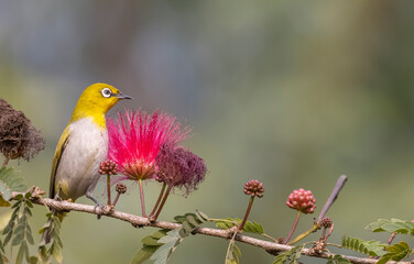 Indian white-eye or Oriental White-eye (Zosterops palpebrosus) bird collecting the flower juice for feeding.