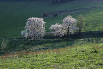 High angle view of flowering trees in spring