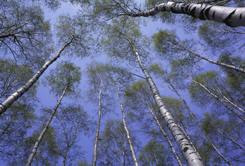 Low angle view of trees in a forest