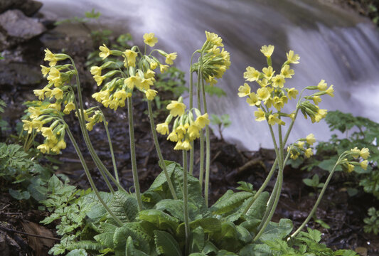 Close-up of primrose flowers