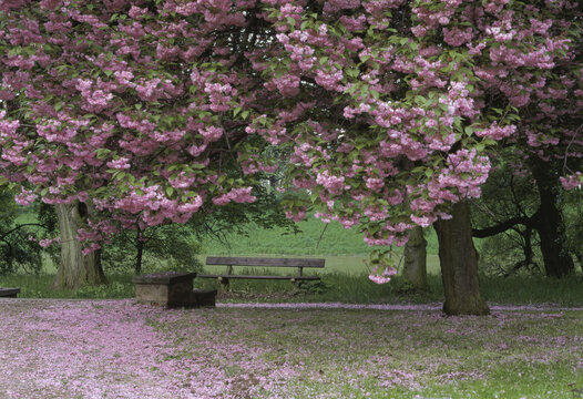 Bench at a park