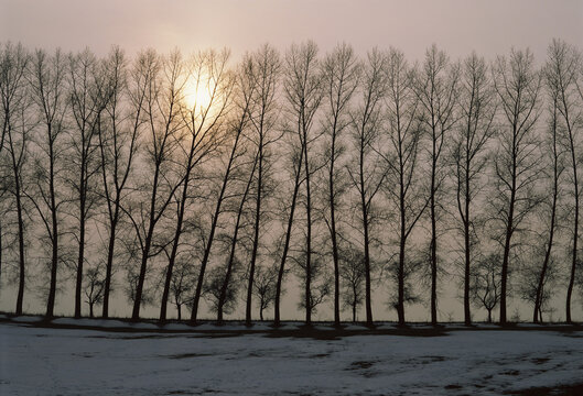 Silhouette of trees, Czech Republic