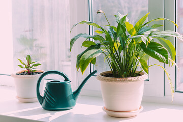 A house plants in flowerpots and green watering can on the windowsill. Sunny summer day
