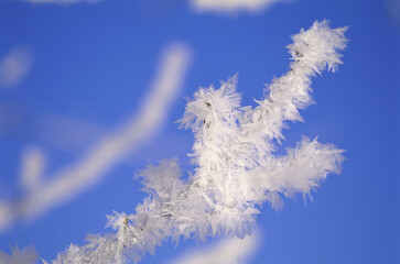 Ice formed on branches of a tree