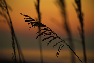 Sea oats