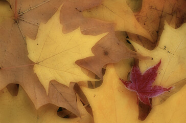 Close-up of yellow leaves