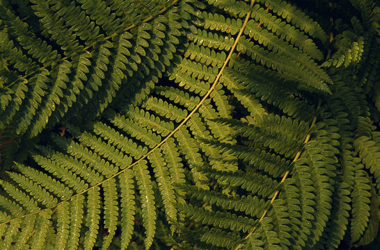 Close-up of fern leaves