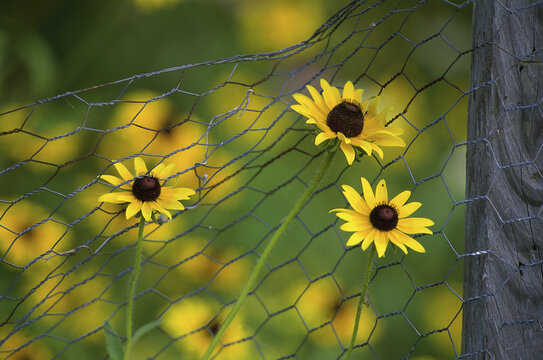 Black-eyed Susans against a mesh (Rudbeckia hirta)