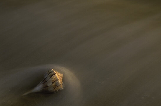 Conch shell on the beach