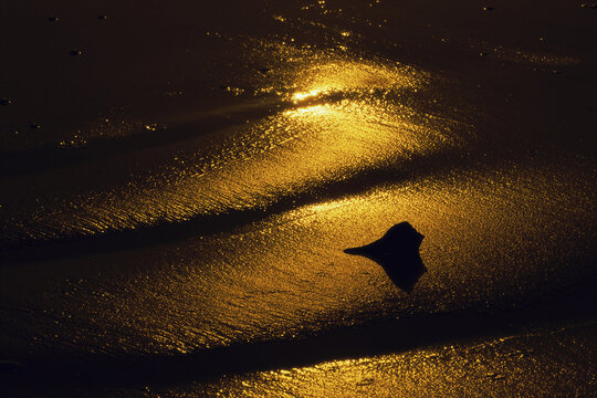Silhouette of a conch shell on the beach