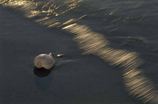 Snail shell in sand at the beach