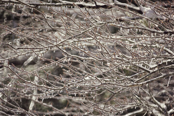 Ice on branches of a tree