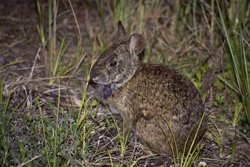 Marsh Rabbit