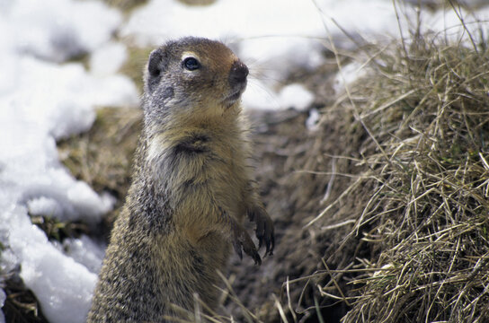 Ground Squirrel in snow
