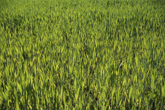Field of grass