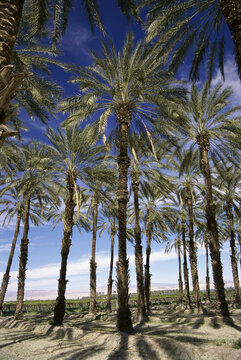 Low angle view of date palm trees, Palm Springs, California, USA