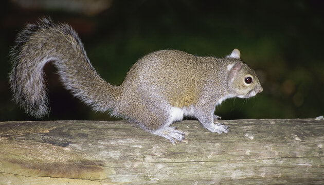 Gray Squirrel on a tree branch