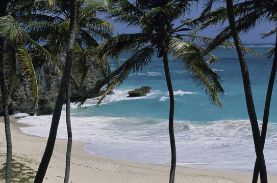 Palm trees on a beach, Bottom Bay, Barbados