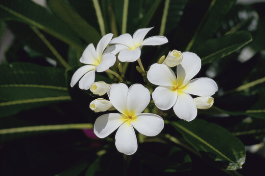 Close-up of Plumeria