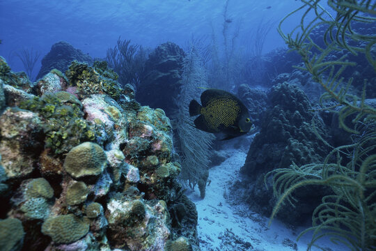 Angelfish swimming amongst coral