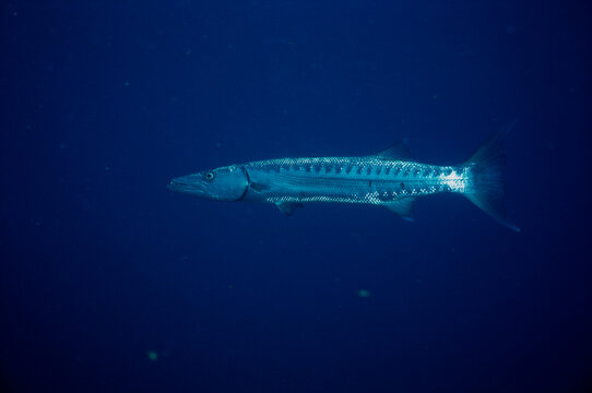Close-up of a barracuda swimming underwater