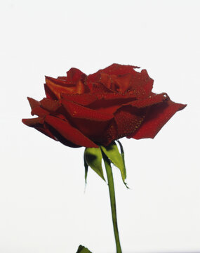 Close-up of a rose