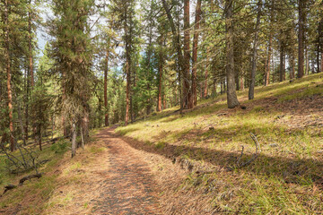 Fototapeta na wymiar Path among the Ponderosa Pine trees in the forest in Eastern Oregon.