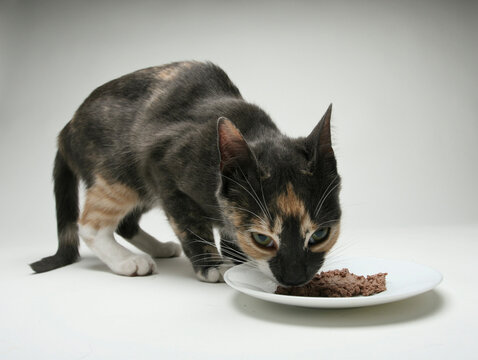 Calico Cat Eating Food