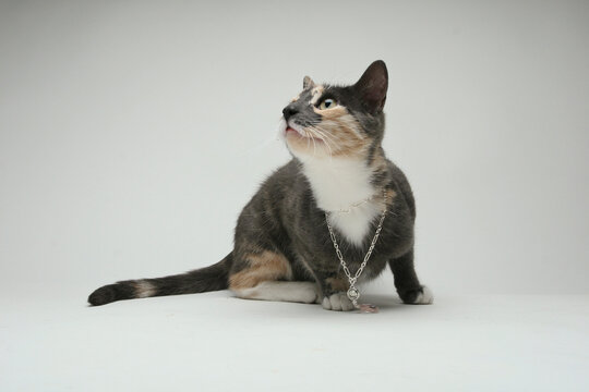 Calico cat wearing a necklace