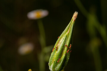 Tiny Red Ants on Dandelion Flower Spring Time Pollination