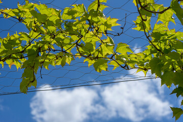 VINE LEAVES UNDER A SUMMER SUN