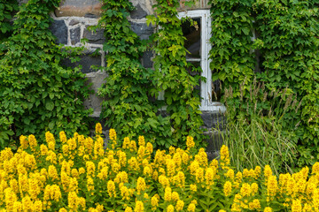 Obraz premium The facade of the house is immersed in greenery and yellow flowers, the white windows of the house, rural scene