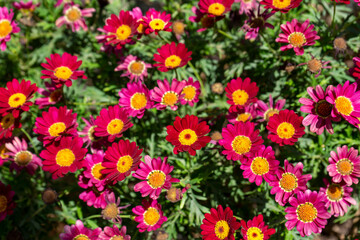 RED DAISIES IN A GARDEN