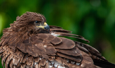 Bird Of Prey