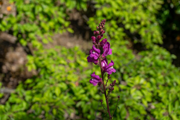 LINARIA PURPUREA FLOWER IN THE GARDEN