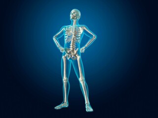 X-ray view of a human skeleton posing