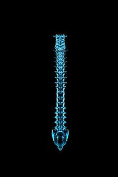 Male human spinal column from rear in blue X-ray by Hank Grebe