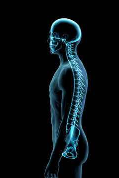Male spine side view in blue X-ray 3, Digitally Generated Image by Hank Grebe