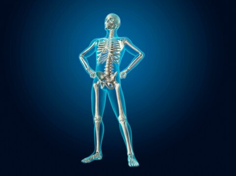 X-ray view of a human skeleton posing