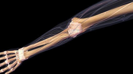 Female elbow and forearm skeletal anatomy, inside, anterior view. Full color 3D illustration on black background