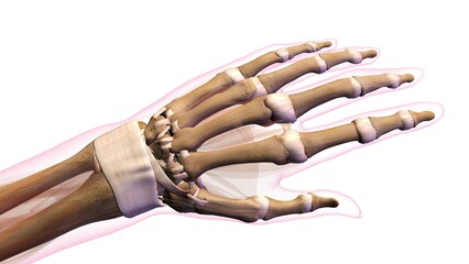 Female bones of hand, wrist, thumb, and fingers anatomy, back, posterior view. Full color on white background